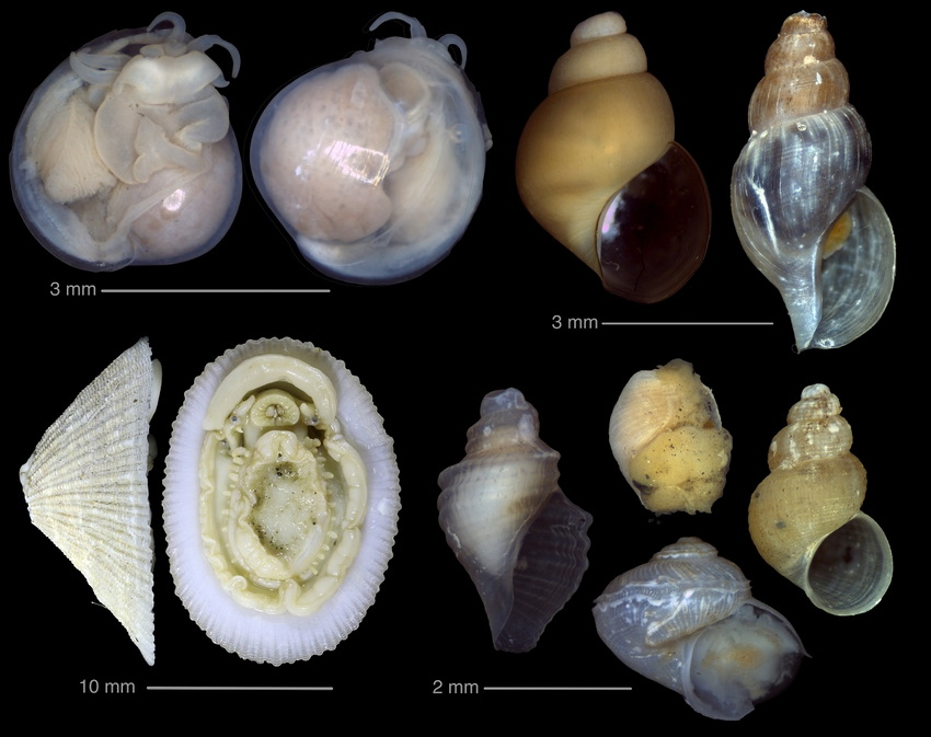 Bering sea snails