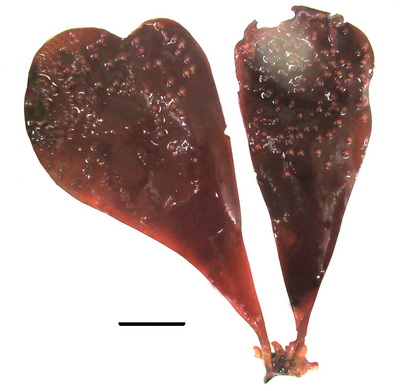 Lukinia dissecta