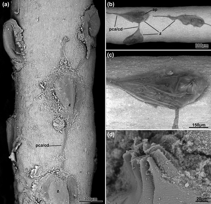 Pierrella plicata 01