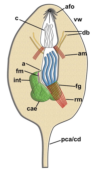 Pierrella plicata 02