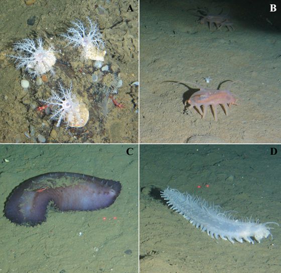 deep sea holothurians 03
