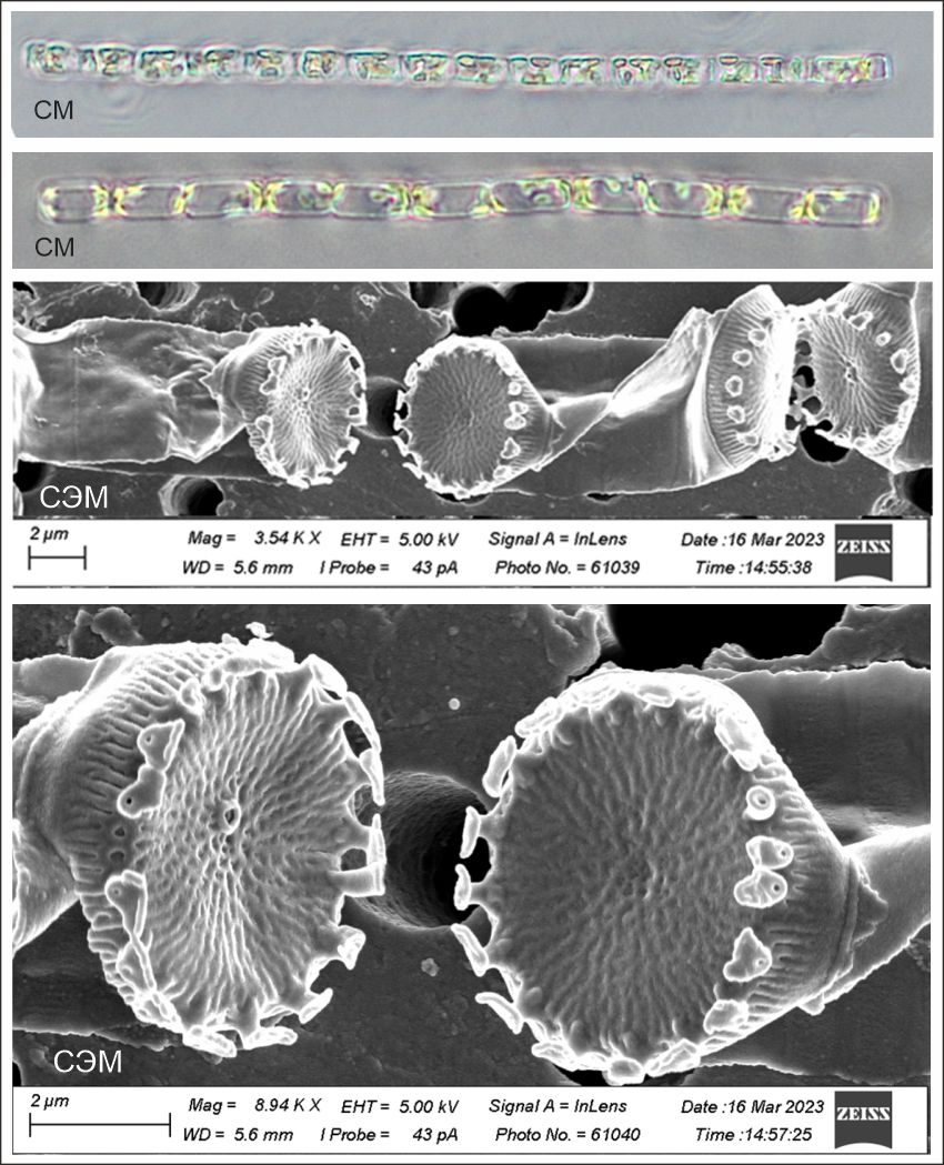 Detonula confervacea