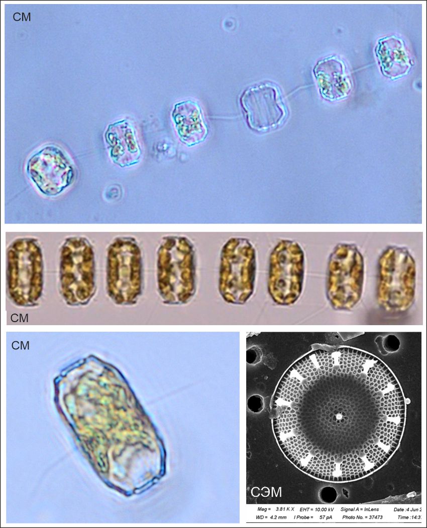 Thalassiosira nordenskioeldii