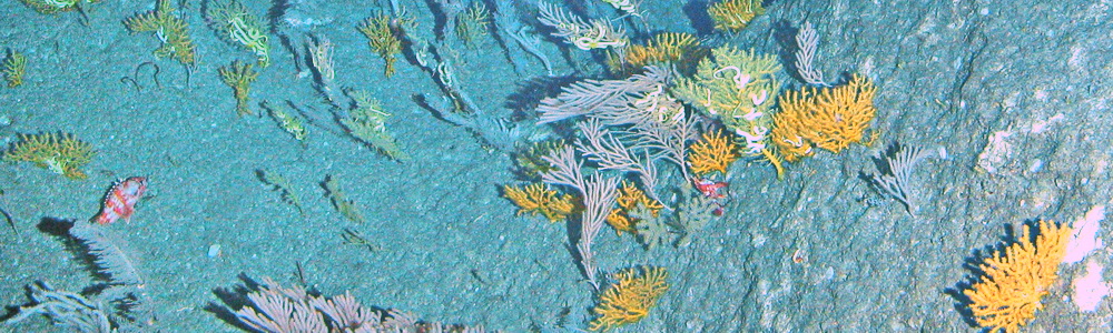 deepwater corals
