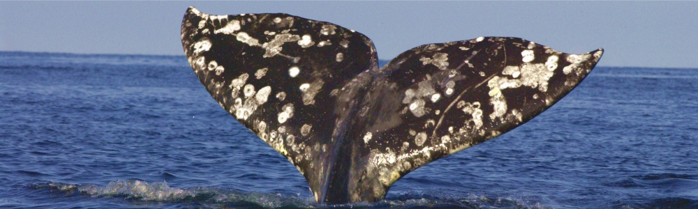 grey whale