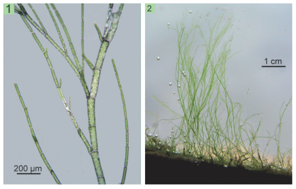 Cladophora flexuosa
