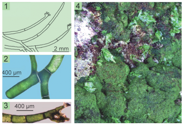 Cladophora herpestica