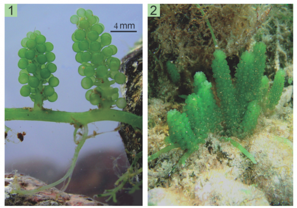 Caulerpa lentillifera store