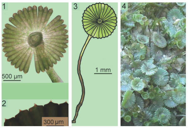 Acetabularia dentata