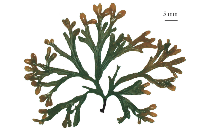 Fucus evanescens